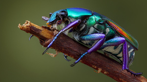 Macro Beetle Branch Nature Insect Animals Depth Of Field Closeup 3840x2160 Wallpaper