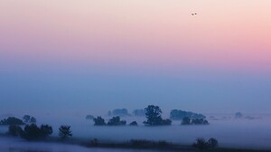 Bird Bush Dawn Flight Fog 1920x1260 Wallpaper