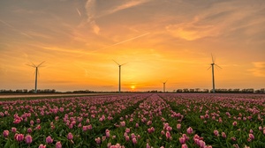 Sunset Tulip Netherlands Flower Pink Flower 2576x1707 Wallpaper