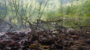 Turkey Nature Branch Closeup Depth Of Field Water Leaves Ground 4000x3000 Wallpaper