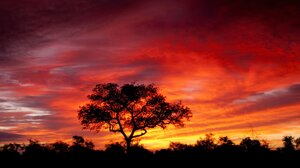 Nature Silhouette Sky South Africa Sunset Tree Orange Color 3824x1827 Wallpaper