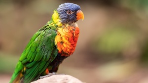 Bird Parrot Wildlife 3840x2160 Wallpaper