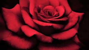 Flower Red Rose Close Up Red Flower Macro 2048x1552 Wallpaper