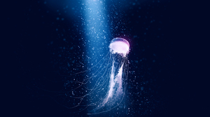 Gracile Jellyfish Artwork Digital Art Digital Painting Sea Deep Sea 5640x2400 Wallpaper