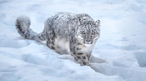 Snow Big Cat Wildlife Predator Animal 2000x1164 Wallpaper