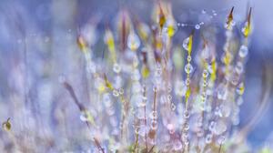 Dew Moss Plant Water Drop 2560x1600 Wallpaper
