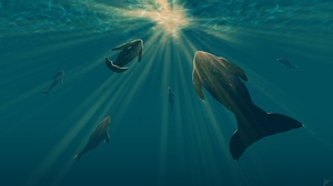 Sunbeam Underwater 2560x1440 Wallpaper