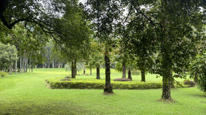 Forest Trees Green Lawns Simple Background Minimalism Nature Grass Landscape 1706x1279 Wallpaper