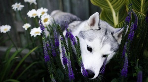 Dog Flower Husky Pet 2048x1280 Wallpaper