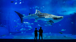 Trey Ratcliff Photography Silhouette Fish Japan Okinawa Water Animals Shark Aquarium 7680x4320 Wallpaper