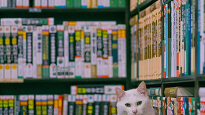 Cats Photography Bookstore Books 1280x1920 Wallpaper