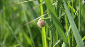 Grass Macro Nature Snail Spring Green Insect Animals 1920x1080 Wallpaper