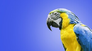 Blue And Yellow Macaw Macaw Parrot 4000x2705 Wallpaper