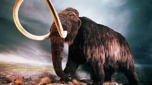 Dinosaur Woolly Mammoth Mammoth Old Tusk Extinct Giant Pliocene 1600x1200 Wallpaper