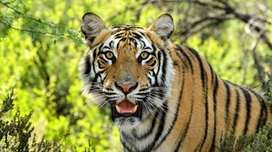 Animal Tiger 5568x3712 Wallpaper