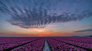 Field Sunset Nature Flower Pink Flower Sky 5800x3716 Wallpaper