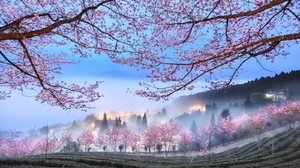 Nature Landscape Trees Morning Mist Branch Blooming Flowers Field Hills Cherry Blossom Blossom Shirl 1600x1067 Wallpaper