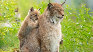 Baby Animal Big Cat Cub Predator Animal Wildlife 2560x1707 Wallpaper