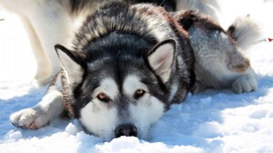 Animal Dog Husky Siberian Husky Snow 3840x2160 Wallpaper