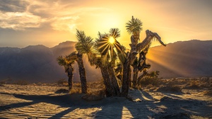 Desert Mountain Sun Tree 4005x2684 Wallpaper