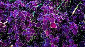 Coleus Leaf Plant Purple Flower 3840x2160 Wallpaper