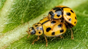 Animal Ladybug 3840x2160 wallpaper