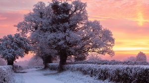 Outdoors Winter Cold Ice Frost Snow Orange Sky Nature Sunlight Trees 2560x1440 Wallpaper