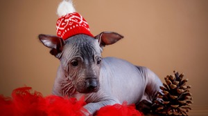 Holiday Dog Xoloitzcuintle 2880x1800 Wallpaper