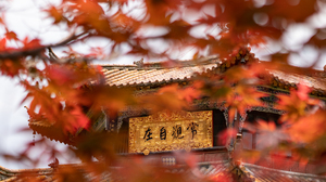Temple Trees Asian Architecture Fall Leaves Portrait Display 4357x5304 Wallpaper