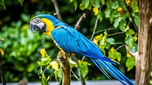 Macaw Parrot 2048x1255 Wallpaper