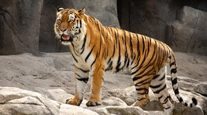 Dirk M Animals Tiger Stripes Fur Stone Tail Looking Away Open Mouth Fangs Feline Big Cats Nature Mam 2048x1366 Wallpaper
