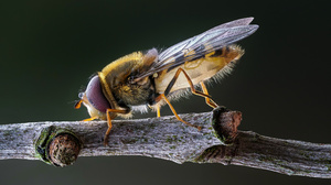 Syrphid Fly Macro Insect Depth Of Field Animals Nature Twigs Branch 3840x2160 Wallpaper
