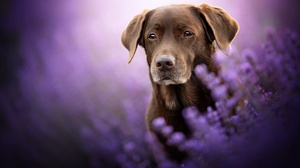 Dog Flower Lavender Pet 2048x1365 Wallpaper