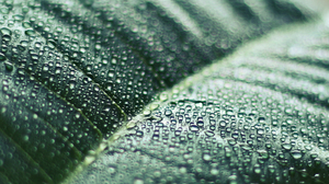 Dew Green Macro Nature Water Drop 1600x970 Wallpaper