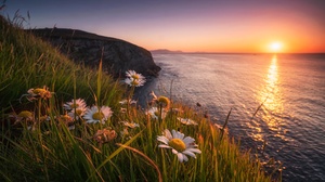Biscay Sea Flower Coast Camomile Spain Sunset 2047x1365 Wallpaper