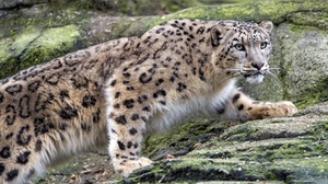 Big Cat Snow Leopard Wildlife Predator Animal 3000x2000 Wallpaper