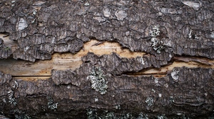 Nature Tree Bark Wood Wood Texture Log 6000x3375 Wallpaper