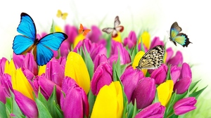 Flowers Colorful Butterfly Tulips Macro Insect 1920x1200 Wallpaper