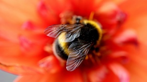 Bee Blur Insect Macro Red Flower 5184x3456 Wallpaper
