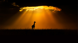 Giraffes Mammals Animals Nature Clouds Sunlight Outdoors 1920x1080 Wallpaper