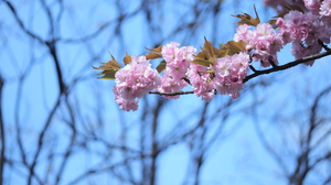 Cherry Blossom Spring Spring Flower Flowers Nature Trees Branch Plants Outdoors 4608x2592 Wallpaper