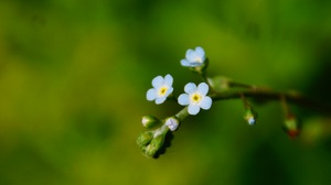 Nature Flowers Spring Plants Blurred Blurry Background Simple Background Minimalism Closeup 2304x1536 Wallpaper