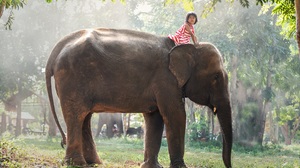 Asian Child Elephant Girl Little Girl 5000x3337 Wallpaper