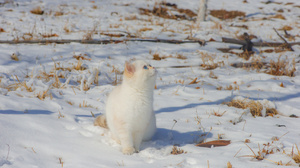 Cats Snow Winter Animals Pet Photography Feline Mammals 1706x1138 Wallpaper