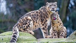 Baby Animal Big Cat Cub Snow Leopard Predator Animal 4144x2331 Wallpaper