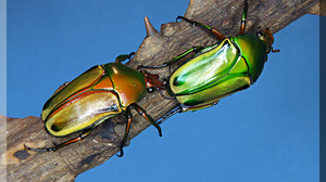 Animal Beetle 4608x3456 Wallpaper