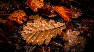 Macro Fallen Leaves Nature Water Drops 3840x2160 Wallpaper
