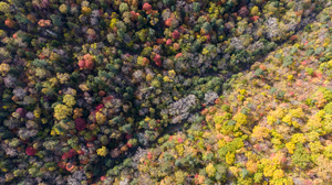 Nature Landscape Drone Photo Fall Trees 1996x1496 Wallpaper