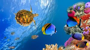 Ocean Sea Underwater Fish Turtle 3840x2160 Wallpaper