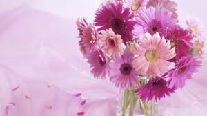 Gerbera Vase Glass Pink Flower Purple Flower 1600x1200 Wallpaper